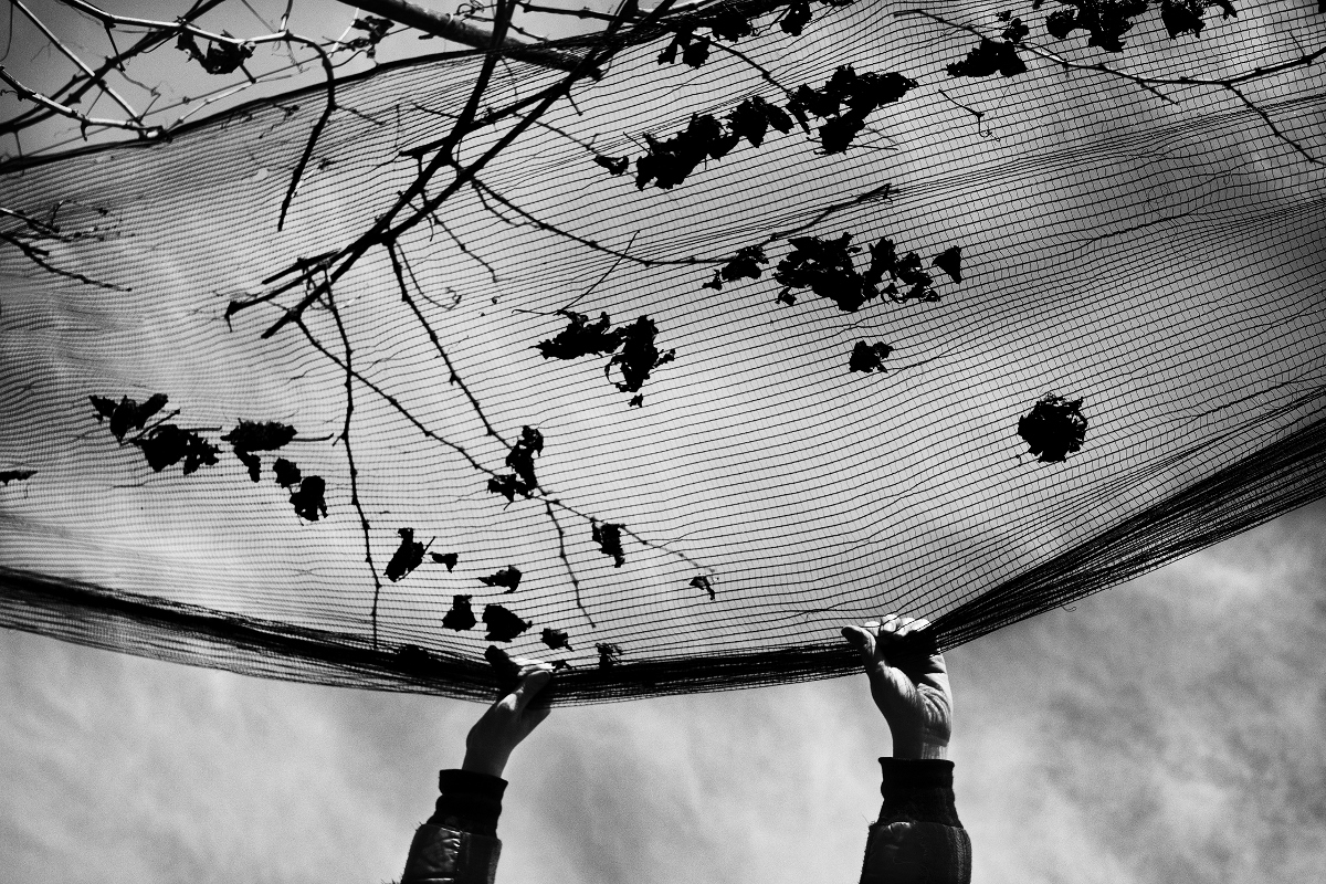 Lorenzo Cicconi Massi – A disegnar le vigne. Le Colture un racconto per immagini